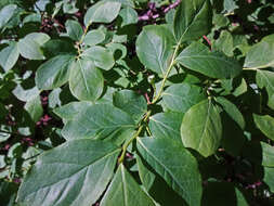 Image of russet buffaloberry