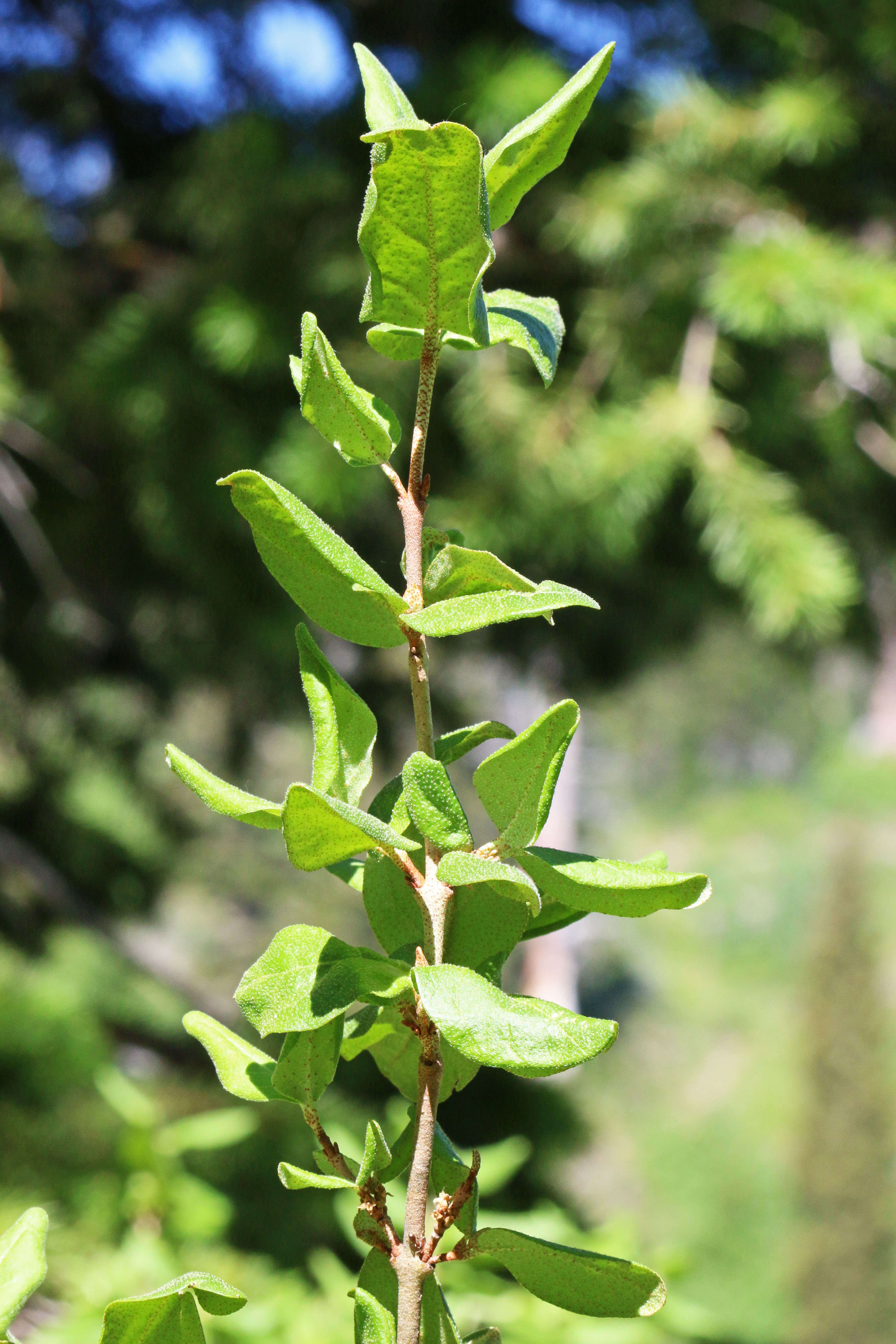 Image of russet buffaloberry