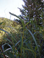 Image of narrowleaf willow