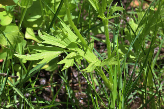 Image of straightbeak buttercup