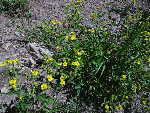 Image of Sticky Woodbeauty