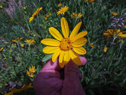 Image of oneflower helianthella