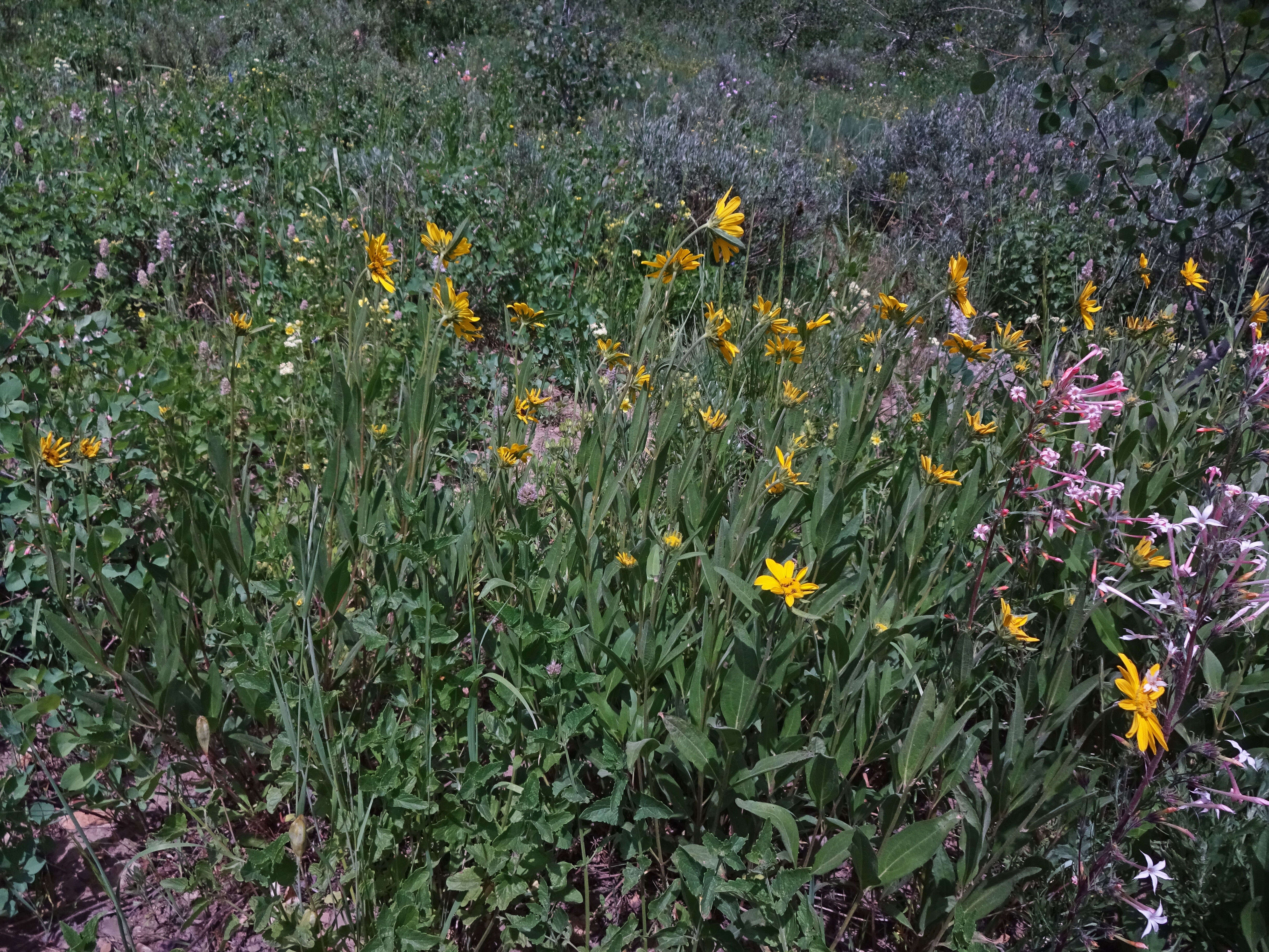 Sivun Helianthella uniflora (Nutt.) Torr. & A. Gray kuva