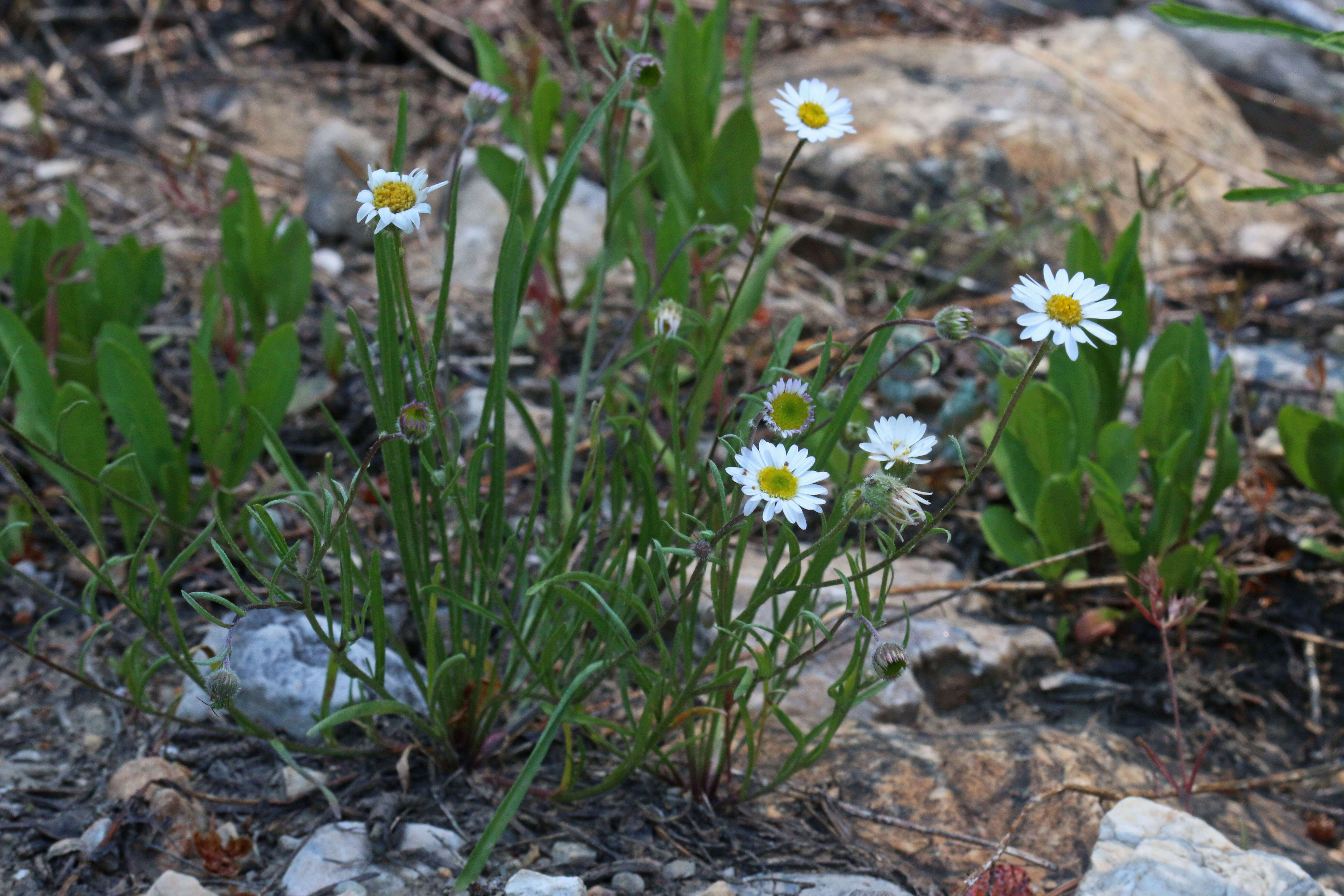 Image de Erigeron eatonii A. Gray