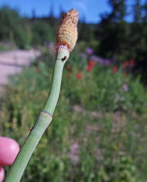 Image of smooth horsetail