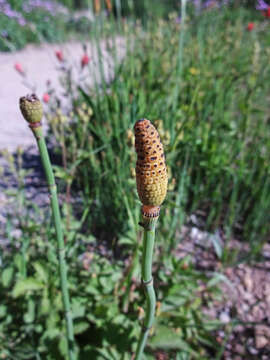 Image of smooth horsetail