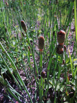 Image of smooth horsetail