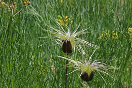 Image of hairy clematis