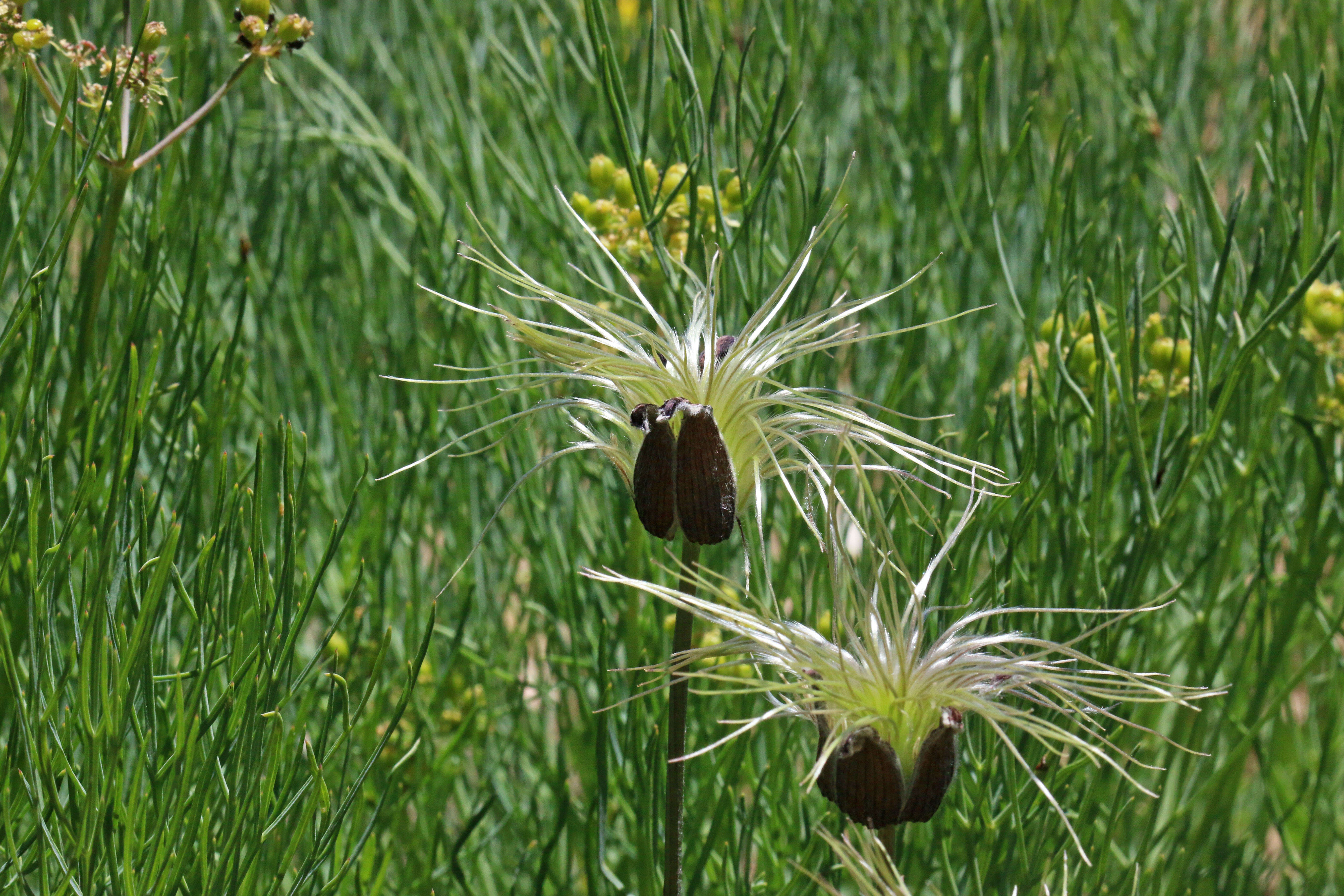 Image of hairy clematis