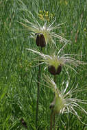 Image of hairy clematis