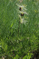 Image of hairy clematis