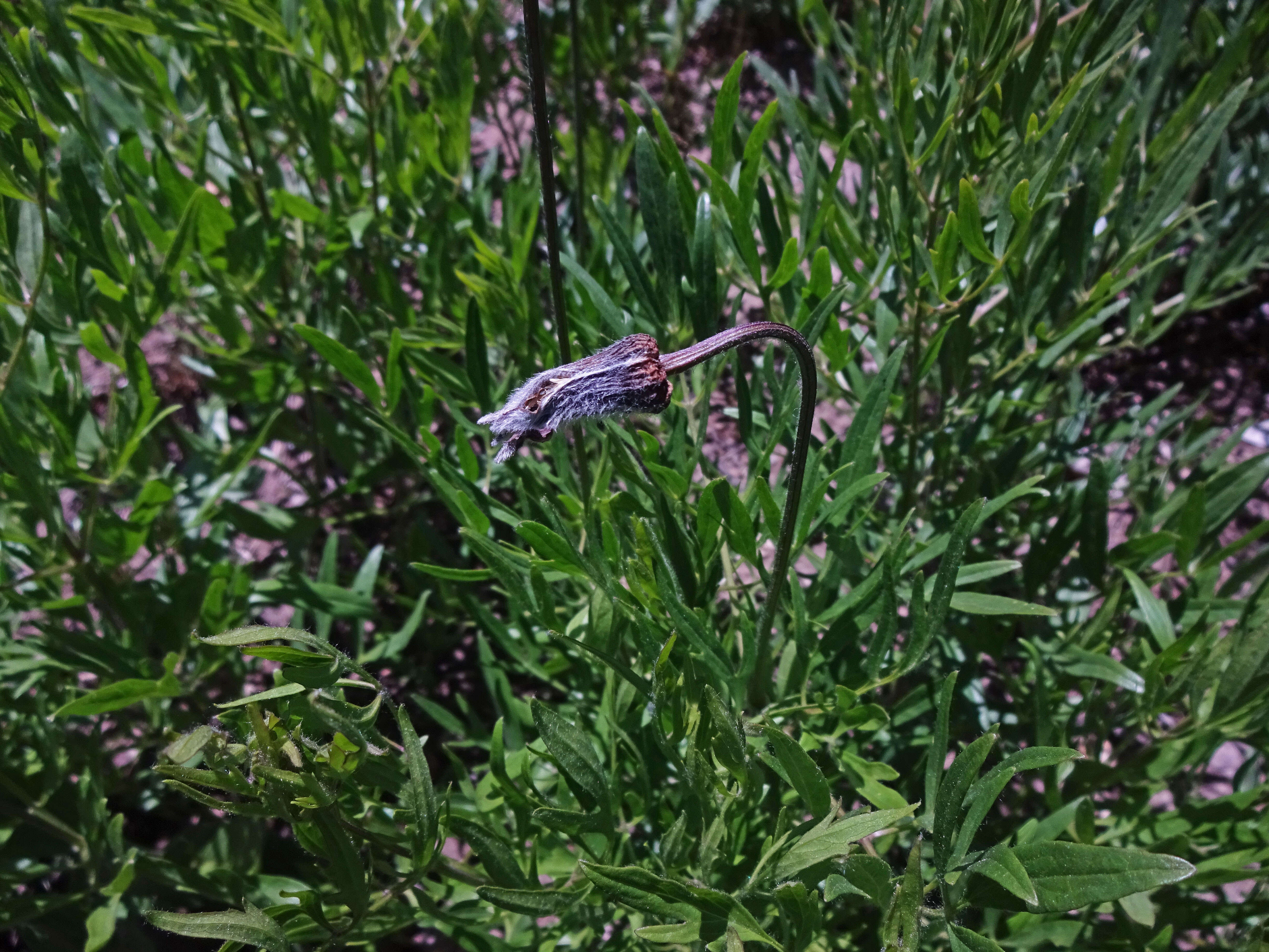 Image of hairy clematis