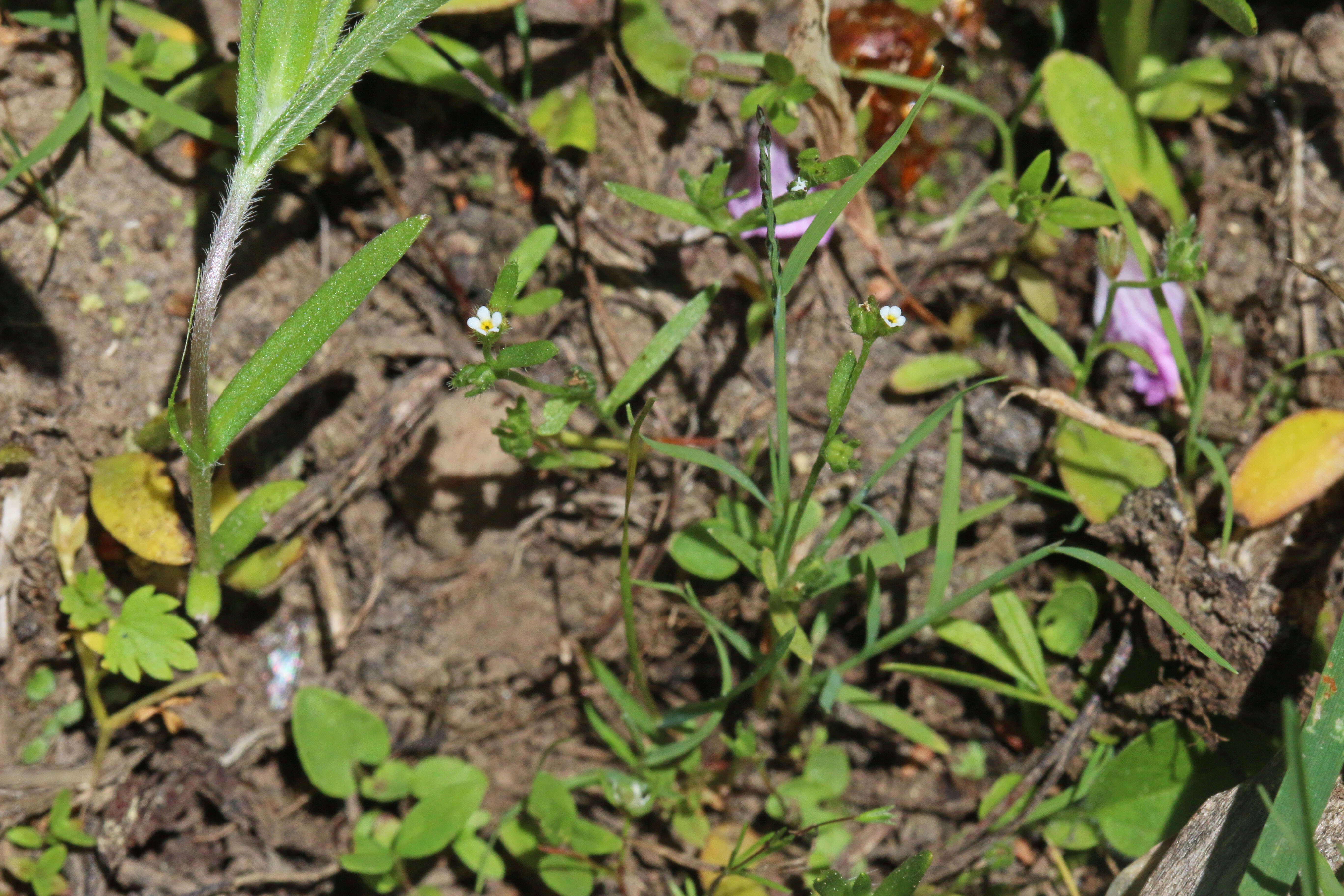 Image of finebranched popcornflower