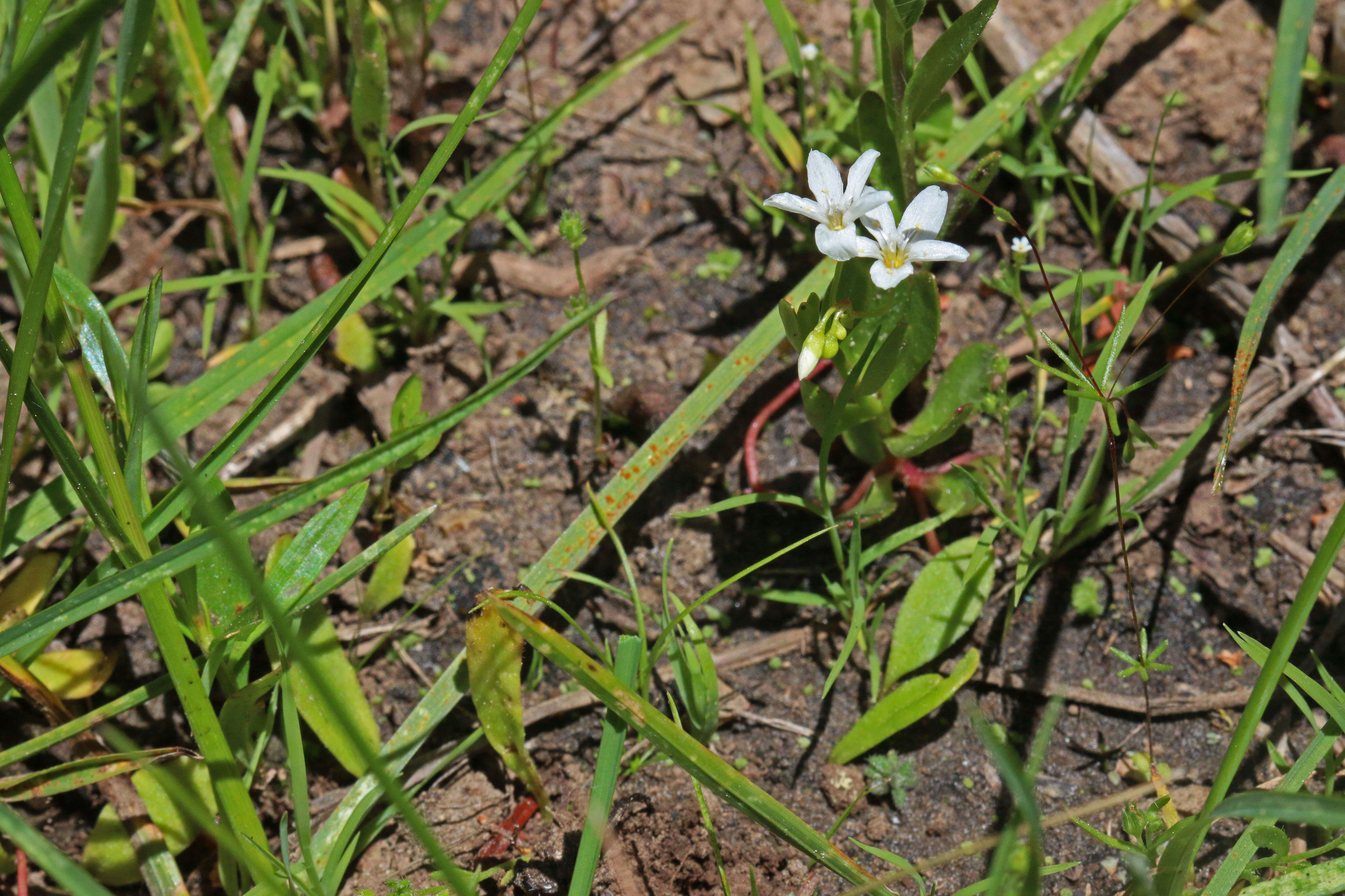 Image of water minerslettuce