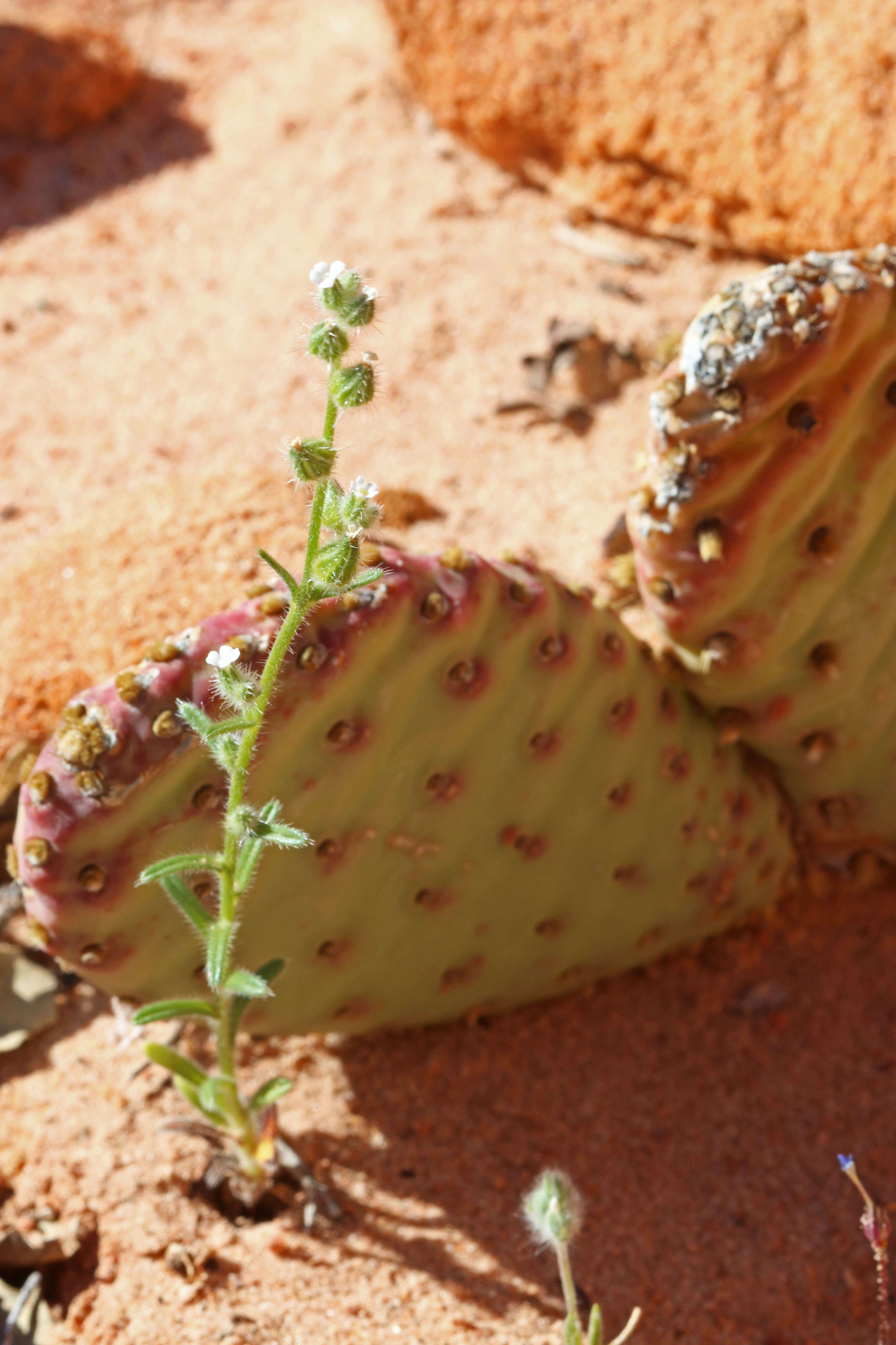 صورة Cryptantha pterocarya (Torr.) Greene