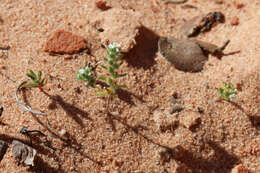 Image of wingnut cryptantha