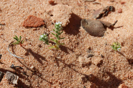 صورة Cryptantha pterocarya (Torr.) Greene