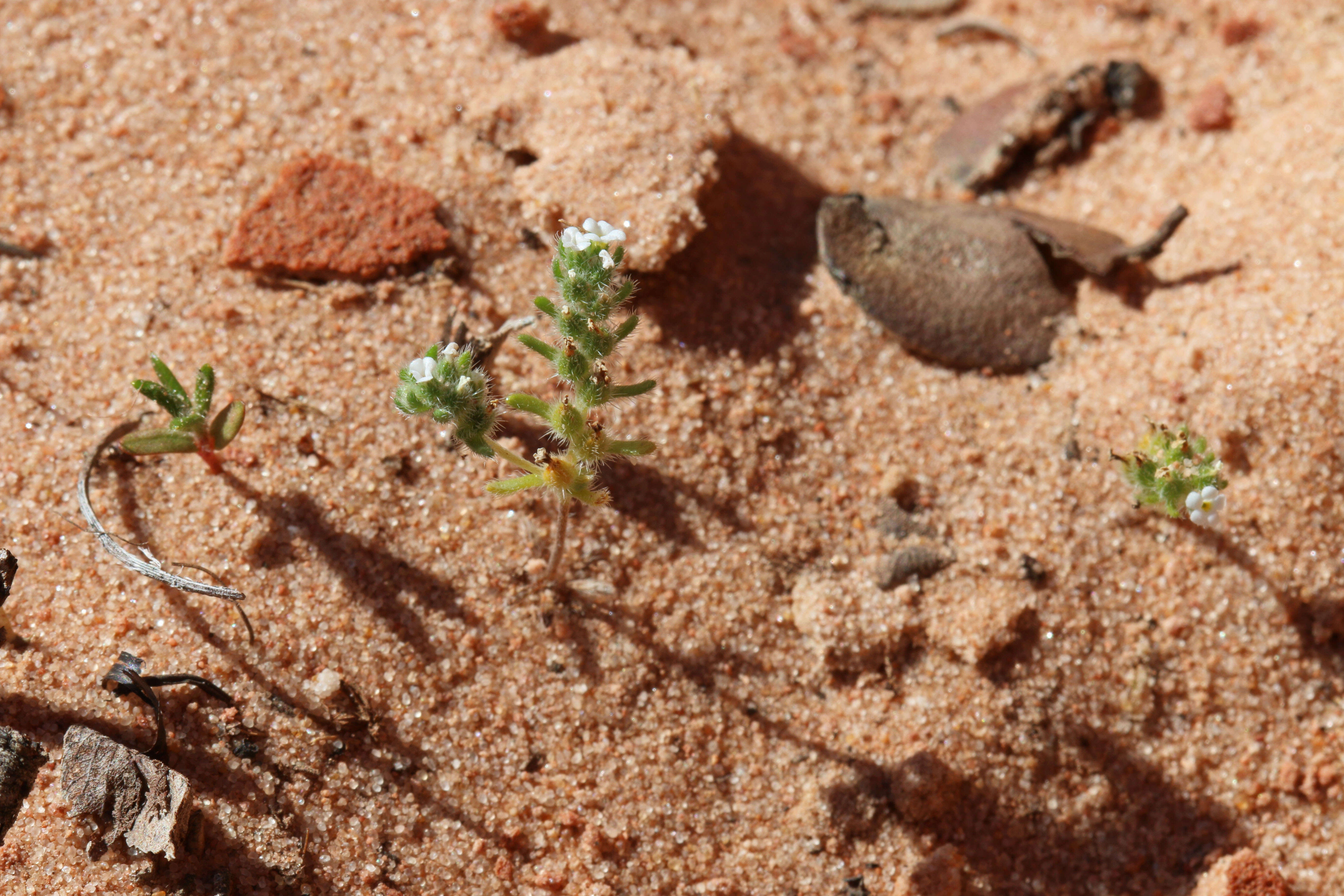 صورة Cryptantha pterocarya (Torr.) Greene