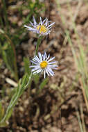 Sivun Erigeron corymbosus Nutt. kuva