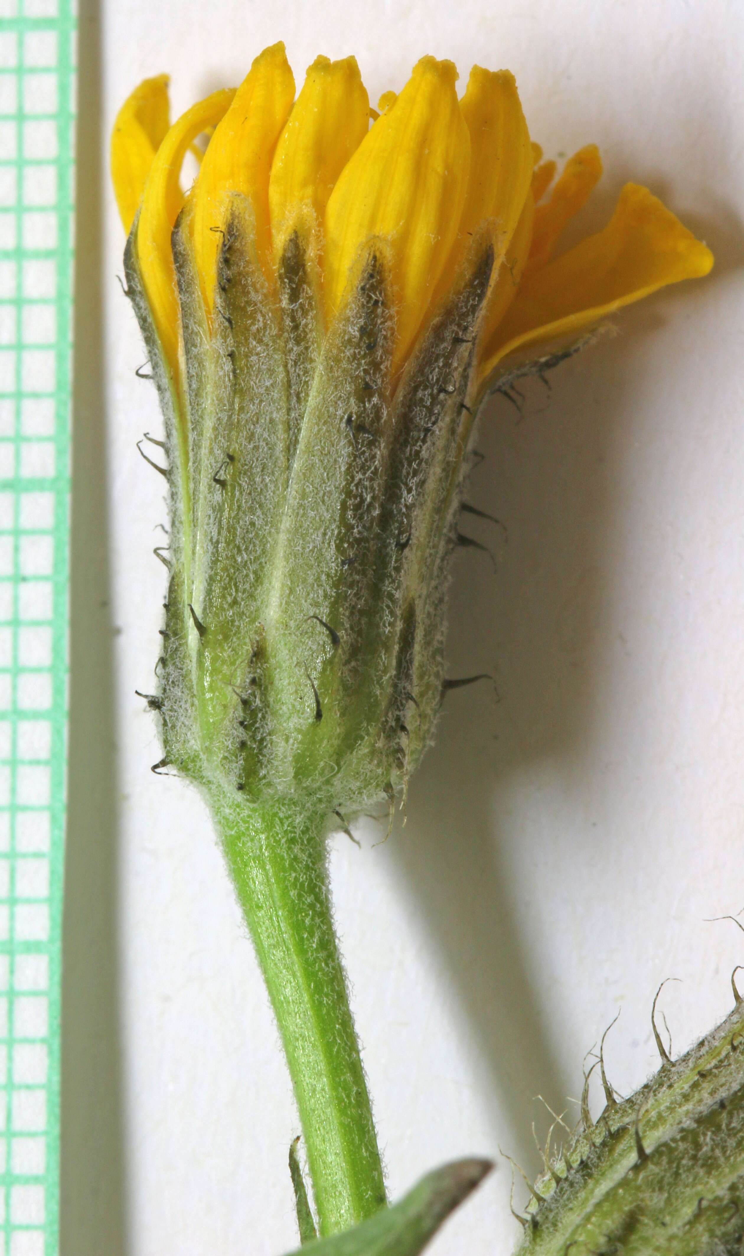 Image of Modoc hawksbeard