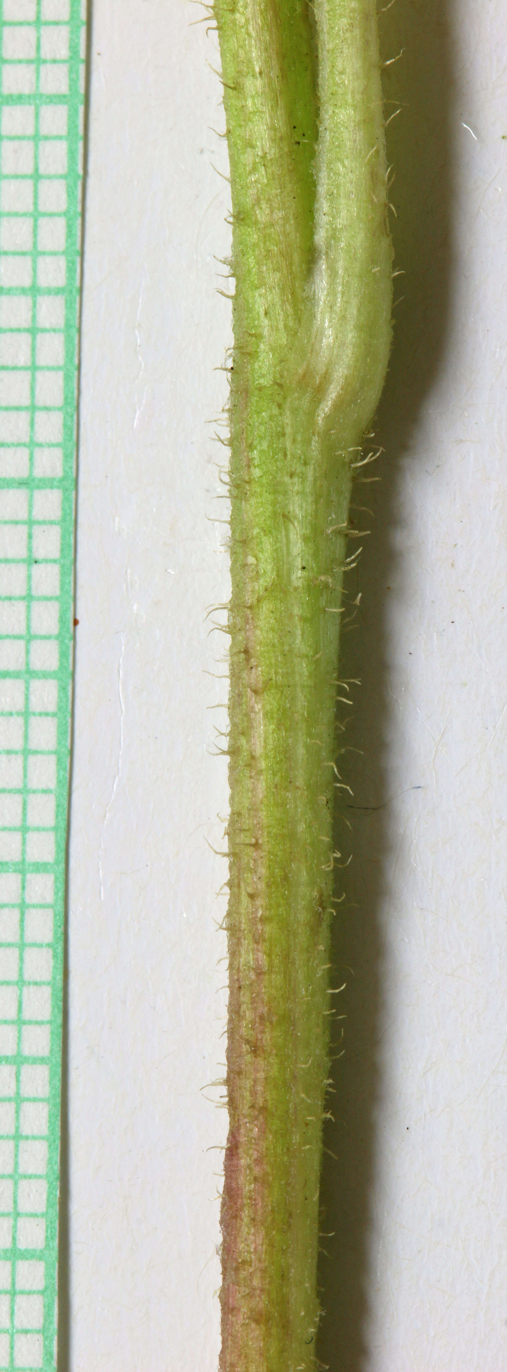 Image of Modoc hawksbeard