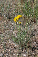 Image of Modoc hawksbeard