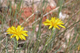 Image of Modoc hawksbeard