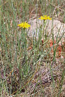 Image of Modoc hawksbeard