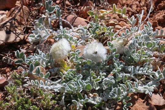 Image of woollypod milkvetch