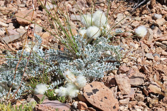 Image of woollypod milkvetch