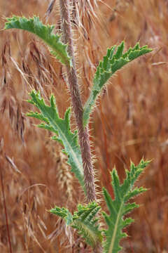 Image of flatbud pricklypoppy