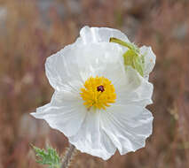 Image of flatbud pricklypoppy