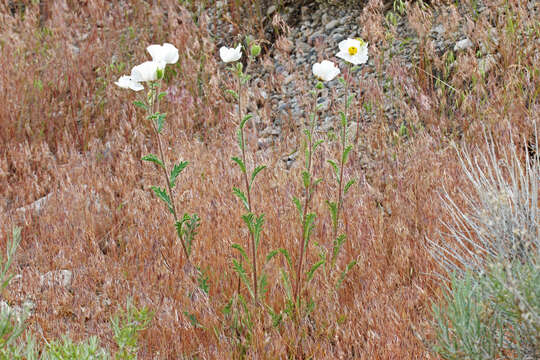 Image of flatbud pricklypoppy