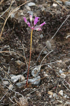 Sivun Allium acuminatum Hook. kuva