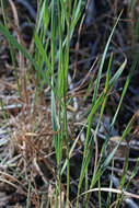 Imagem de Elymus elymoides (Raf.) Swezey