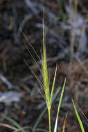 Imagem de Elymus elymoides (Raf.) Swezey