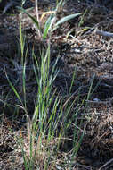 Imagem de Elymus elymoides (Raf.) Swezey