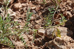 Image of American vetch