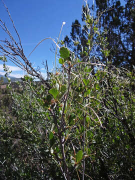 Слика од Cercocarpus montanus Raf.