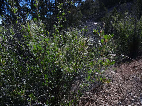 Image of alderleaf mountain mahogany