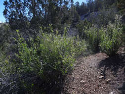 Image of alderleaf mountain mahogany