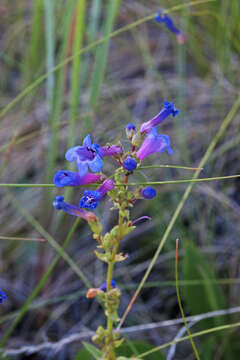 Image of low beardtongue