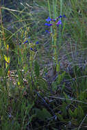 Image of low beardtongue