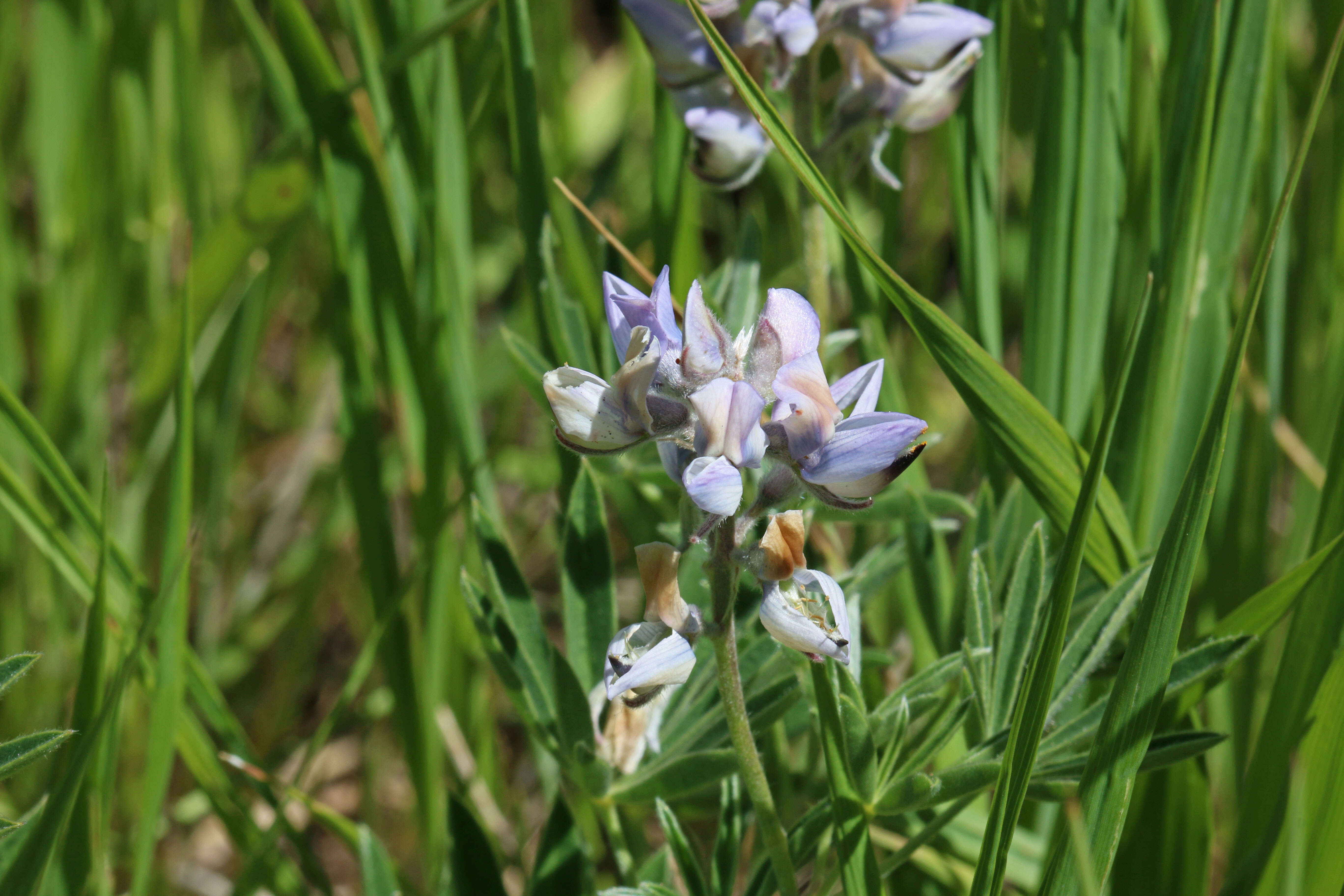 Image of silky lupine