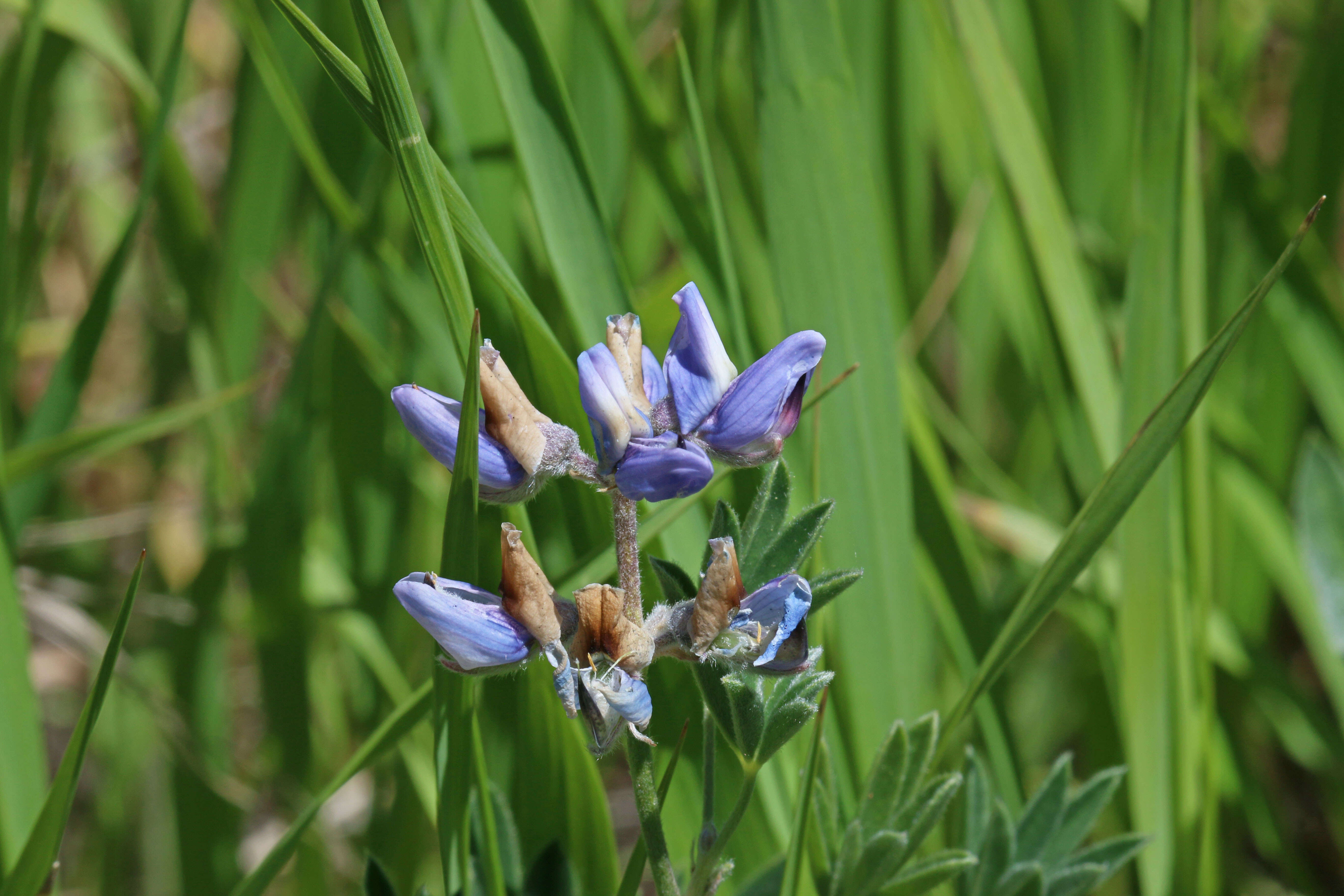 Image of silky lupine