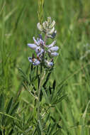 Image of silky lupine