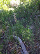 Image of silky lupine