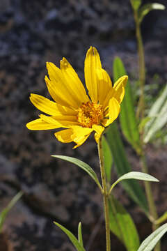 Image of oneflower helianthella