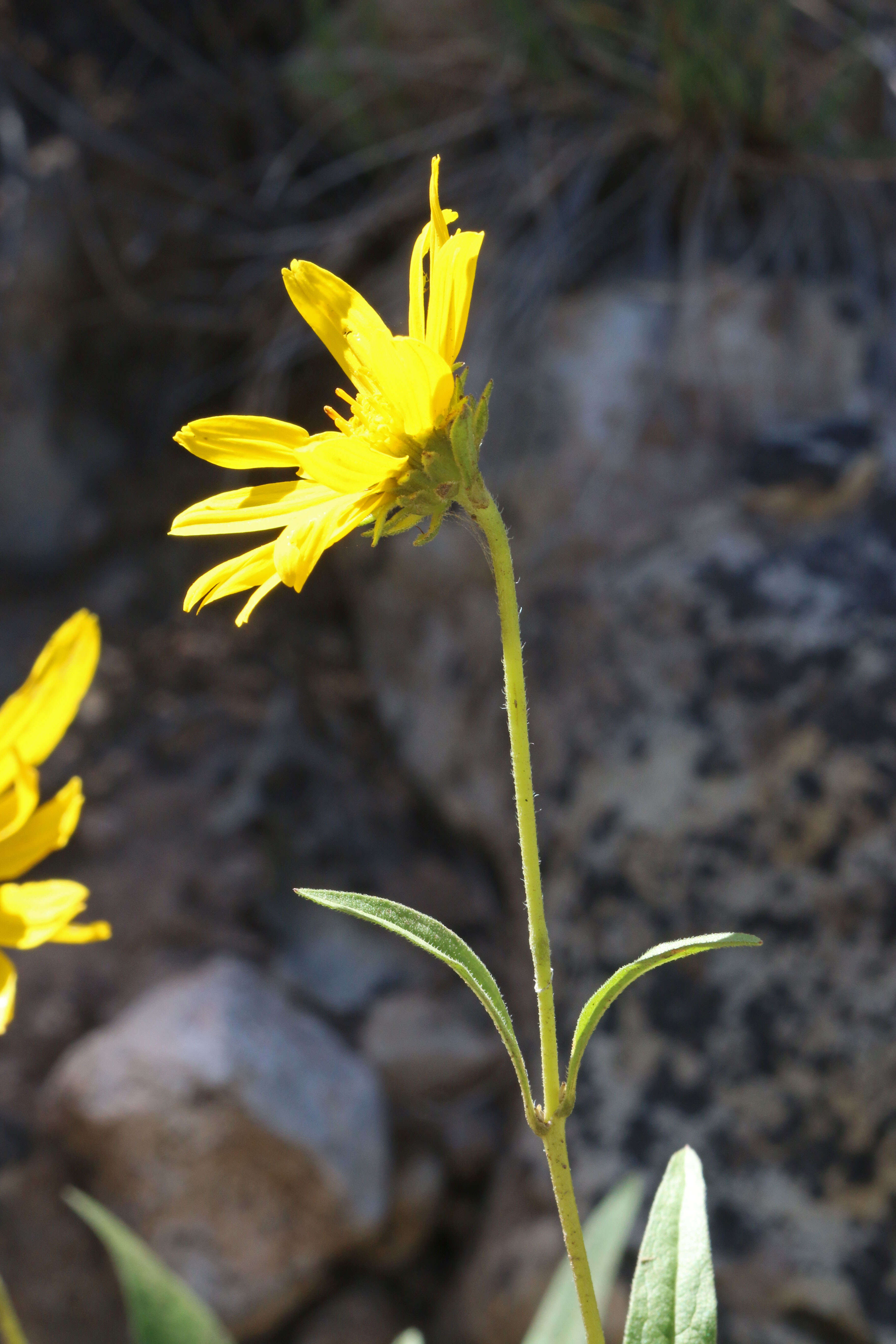 Image of oneflower helianthella