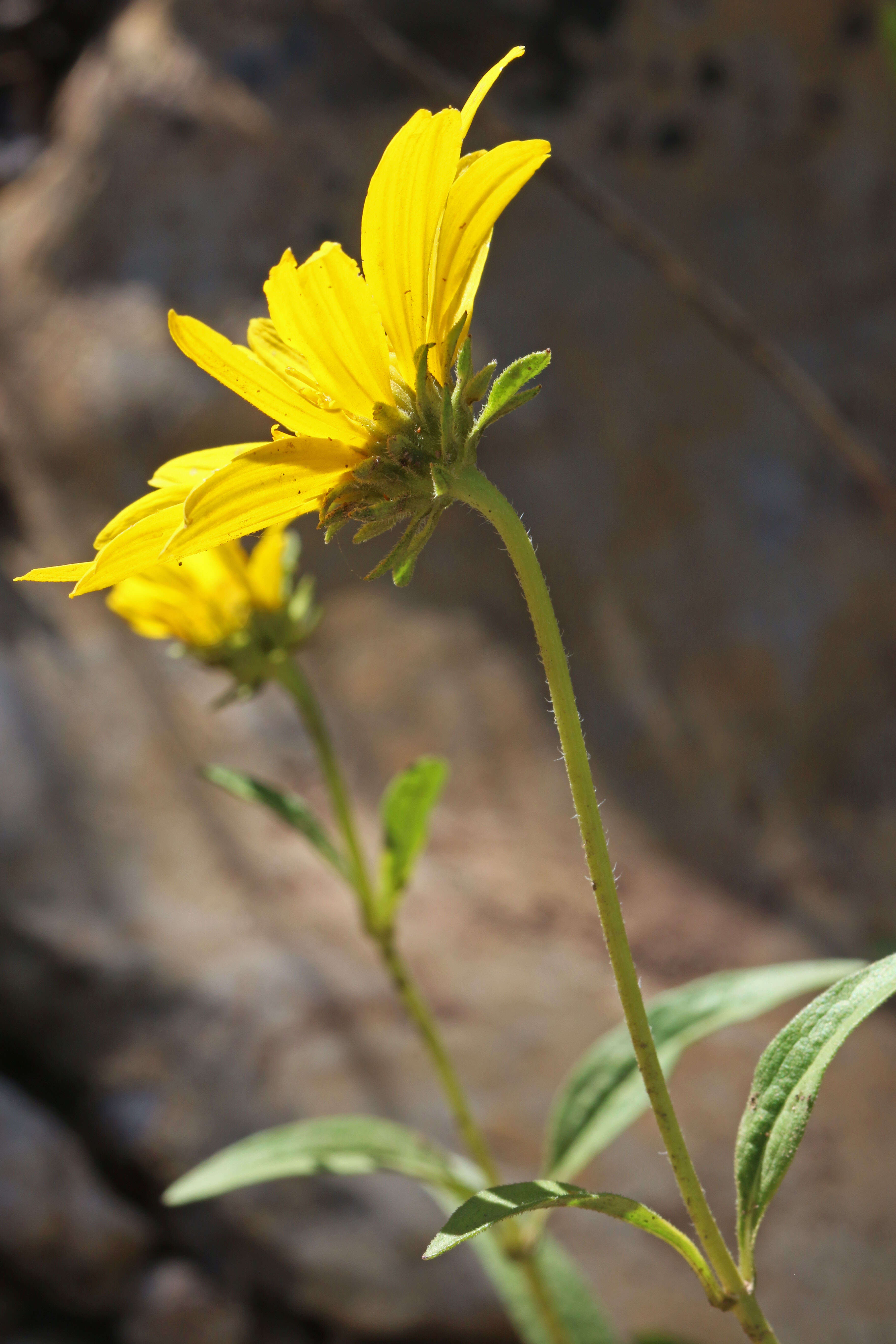 Sivun Helianthella uniflora (Nutt.) Torr. & A. Gray kuva